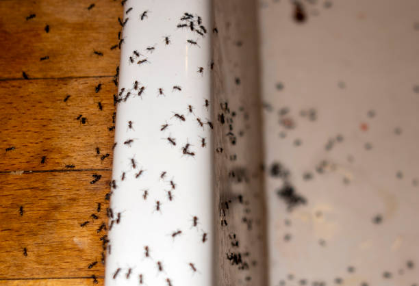 Best Residential Pest Control  in Riceville, TN